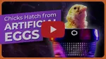 Egg or Chicken