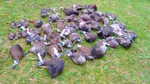 1080 blamed for kiwi bird deaths