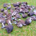 1080 blamed for kiwi bird deaths