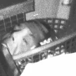 Basket Case, or The Affair of the Disembodied Head