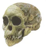 Teaching Evolution to the Alienated