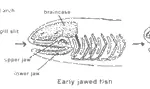 Evolution: The Fossils Say YES!