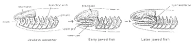 Evolution: The Fossils Say YES!