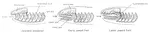 Evolution: The Fossils Say YES!