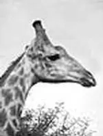 Interview with the Giraffe
