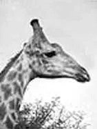 Interview with the Giraffe