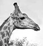 Interview with the Giraffe