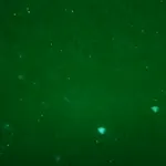 UFO Mystery, essential oils, psychic car crashes