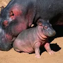 Homeopathic Hippo Sweat Sunscreen