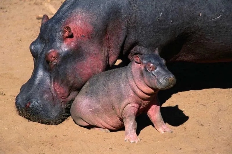 Homeopathic Hippo Sweat Sunscreen