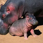 Homeopathic Hippo Sweat Sunscreen