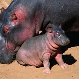 Homeopathic Hippo Sweat Sunscreen