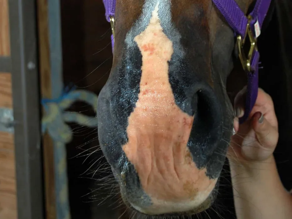 A steaming pile of Horse Homeopathy