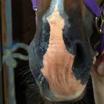 A steaming pile of Horse Homeopathy