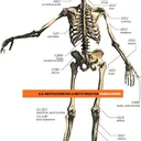 Bones, URLs and other dubious links