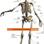 No bones wanted: The legacy of the bone trade and Medical School