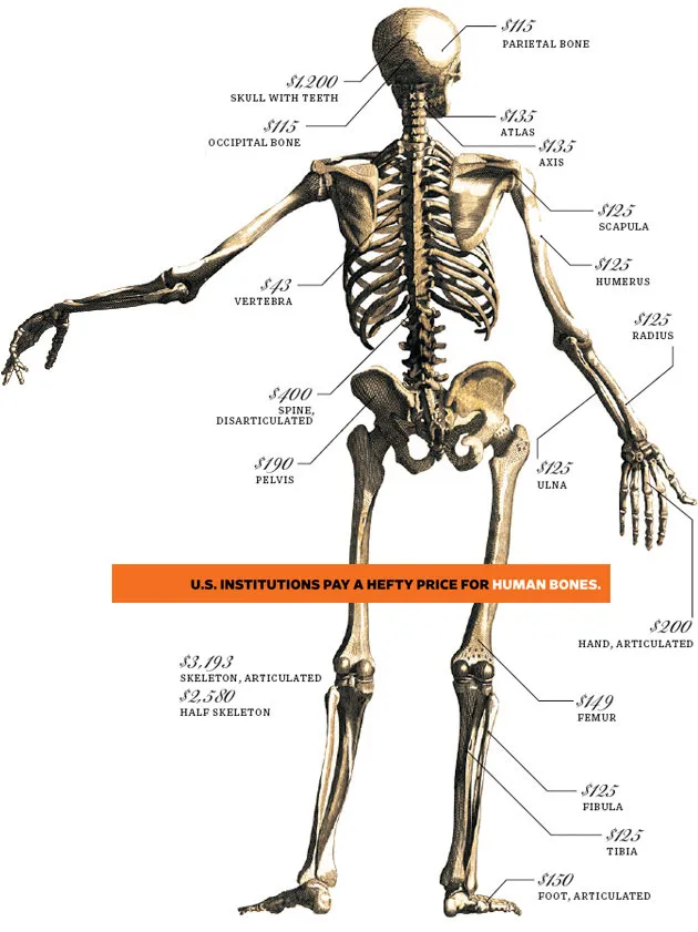 No bones wanted: The legacy of the bone trade and Medical School