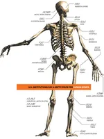 No bones wanted: The legacy of the bone trade and Medical School