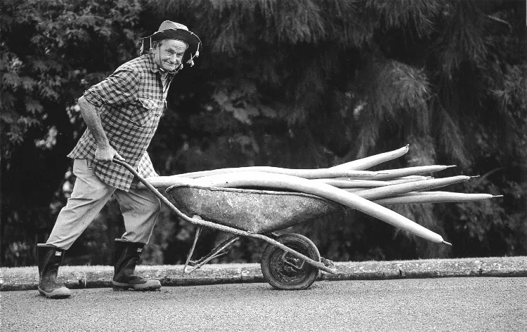 The Great New Zealand Bean Hoax