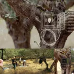 Oliveda/The Olive Tree People: $15,000 for what???!!