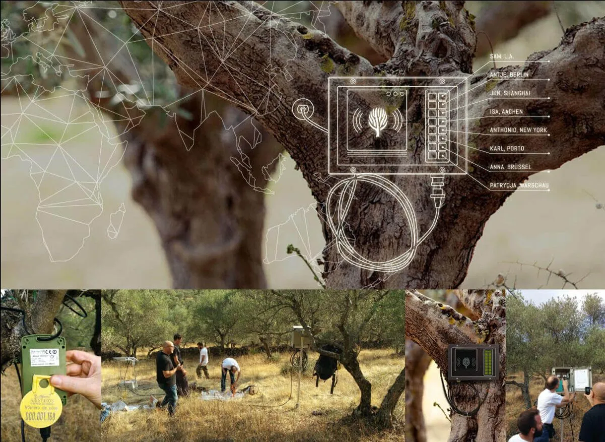Oliveda/The Olive Tree People: $15,000 for what???!!