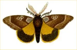 Peppering the Painted Apple Moth