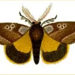 Peppering the Painted Apple Moth