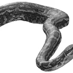 Snake Oil: a brief history of alternative medicine