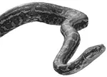 Snake Oil: a brief history of alternative medicine