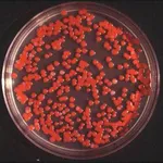 Using pseudoscience to teach science