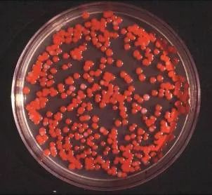 Using pseudoscience to teach science