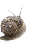 Slugs and snails and ... facials?