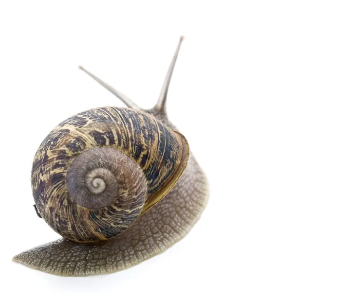 Slugs and snails and ... facials?