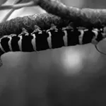 Lamarck's ghost rises again