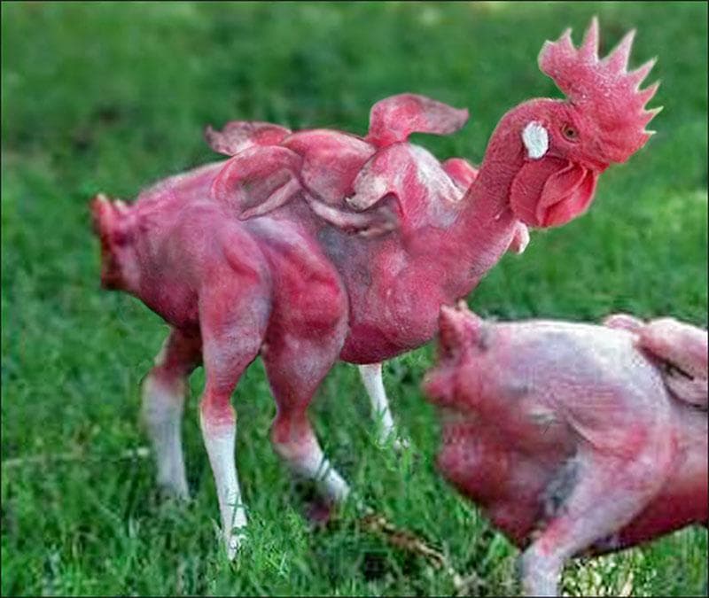 Mutant Chicken